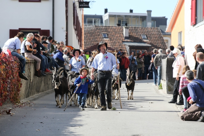 Ziegen am Alpabzug (© Kellermedia, Grüsch) Ziegen kommen bei den Besuchern vom Alpabzug immer gut an.