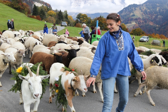 Ziegen sehen sich in der Rangordnung klar über den Schafen. (© Ziitla.ch) Ziegen sehen sich in der Rangordnung klar über den Schafen.