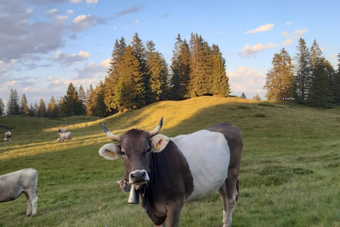 Kuh Gort, Alp Larein