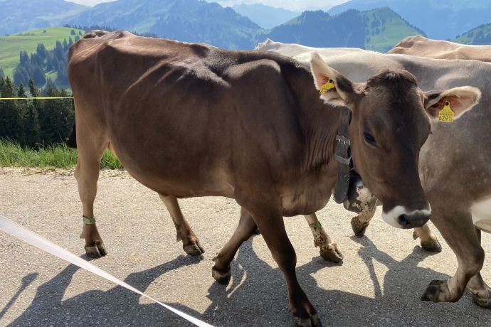 Kuh Maus, Alp Rona, Furna