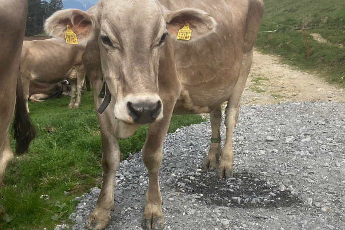 Kuh Mendi, Alp Rona, Furna