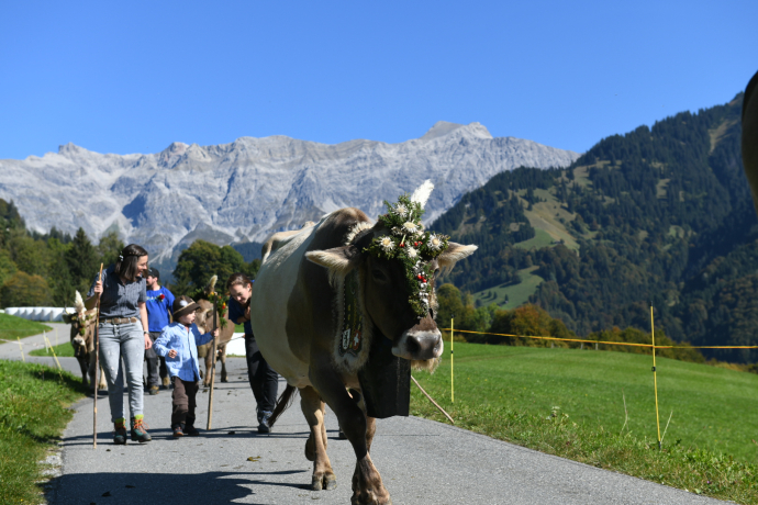 Prättigauer Alp Spektakel Alpabzug 2023 Prättigauer Alp Spektakel Alpabzug 2023