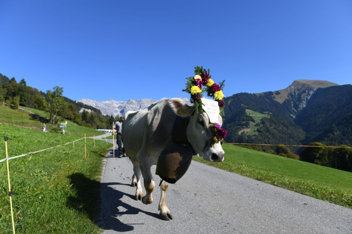 Alpabzug getschäppelte Kuh