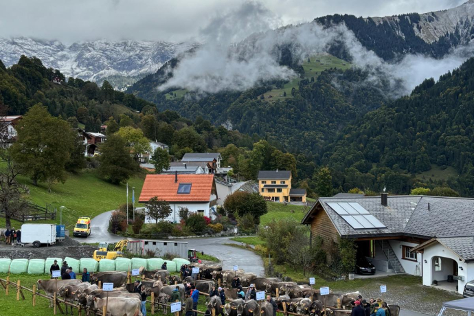 Rinderspektakel 2025 am Prättigauer Alp Spektakel