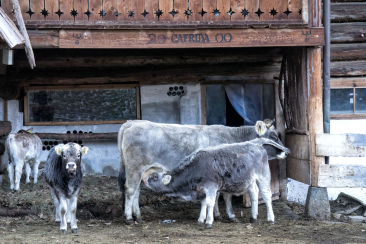 Mutterkühe hier die Gattung Rhätisches Grauvieh