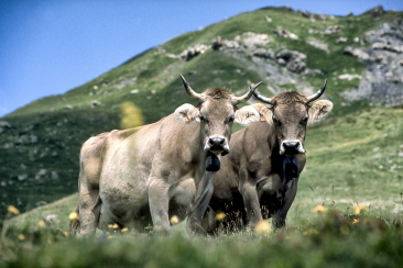 Zwei Hornkühe mit Glocken auf der Alp