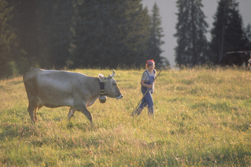Hirtin treibt die letzte Kuh in den Stall