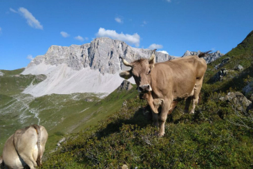 Kuh Ladina / Alp Larein Jenaz / Götti René