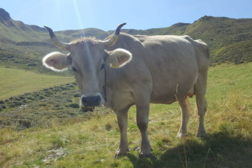 Kuh Rositta / Alp Larein Jenaz / Götti David