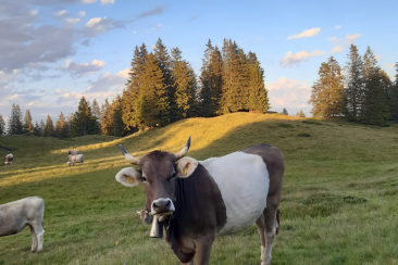 Kuh Gort, Alp Larein