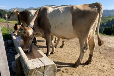 Kuh Pikini, Alp Rona