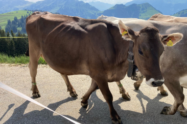 Kuh Maus, Alp Rona, Furna