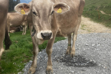 Kuh Mendi, Alp Rona, Furna