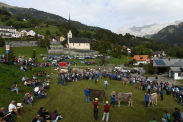 Rinderspektakel Seewis 2023