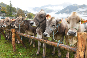 Rinderspektakel am Alp Spektakel 2023